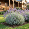 Avice Hill English Lavender