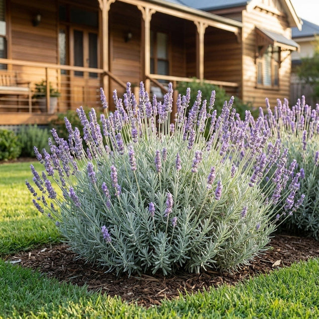 Avice Hill English Lavender