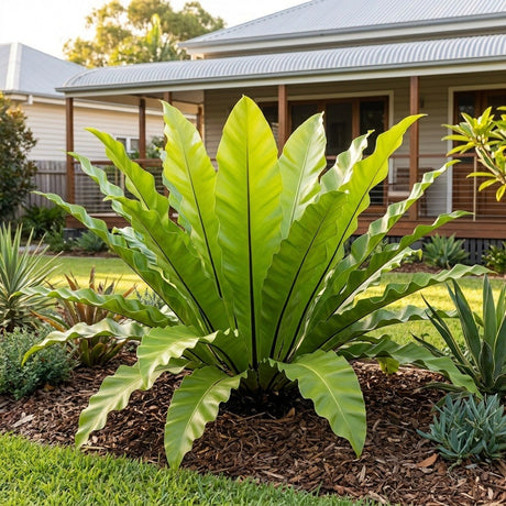 Bird's Nest Fern (Asplenium nidus)