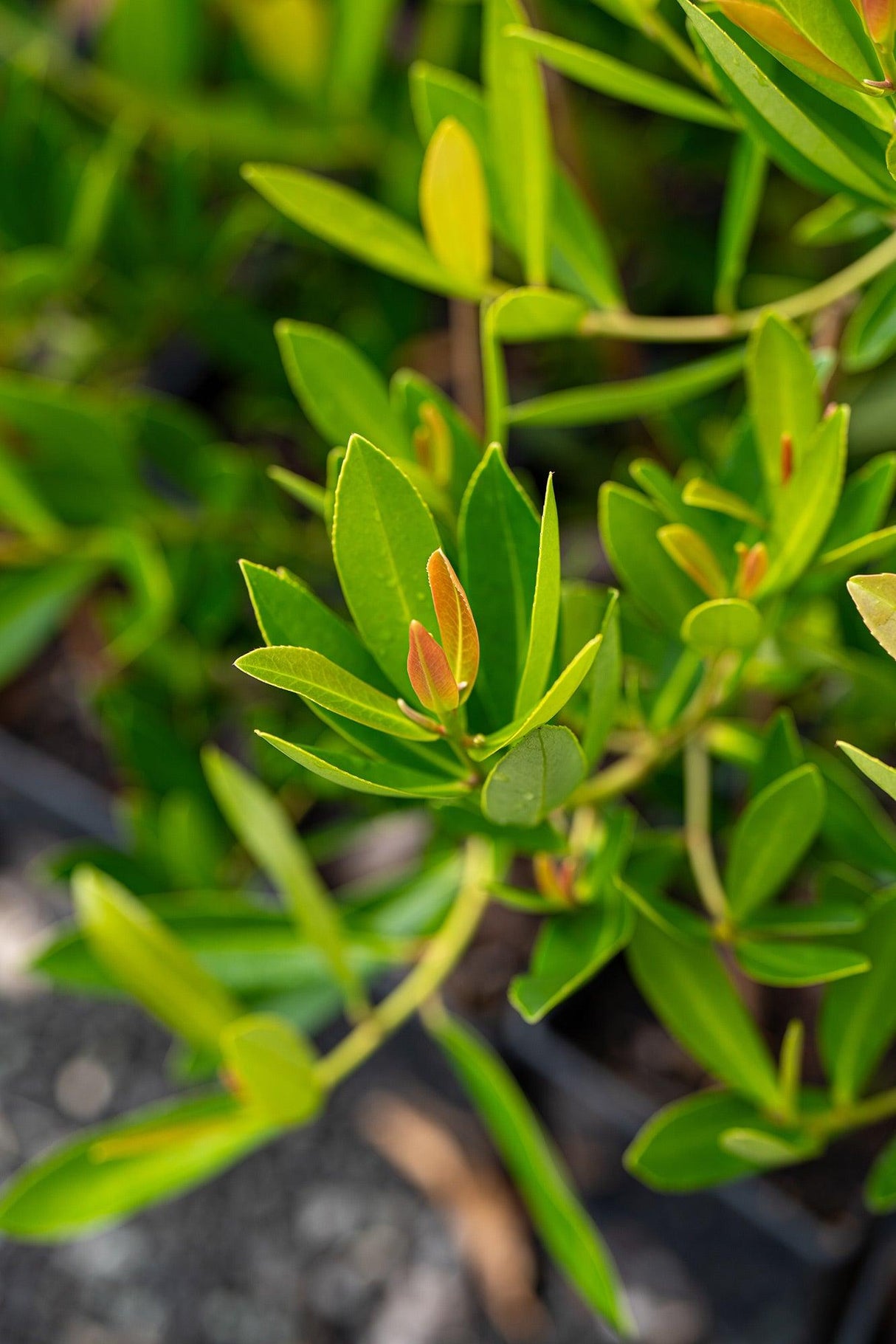 Axillary Gordonia - Gordonia axillaris - Brisbane Plant Nursery