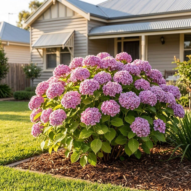 Ayesha Popcorn Hydrangea (Hydrangea macrophylla 'Ayesha') growing in a mulched garden bed in front of an Australian home