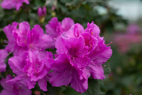 Only One Earth Indica Azalea - Azalea indica 'Only One Earth' - Brisbane Plant Nursery