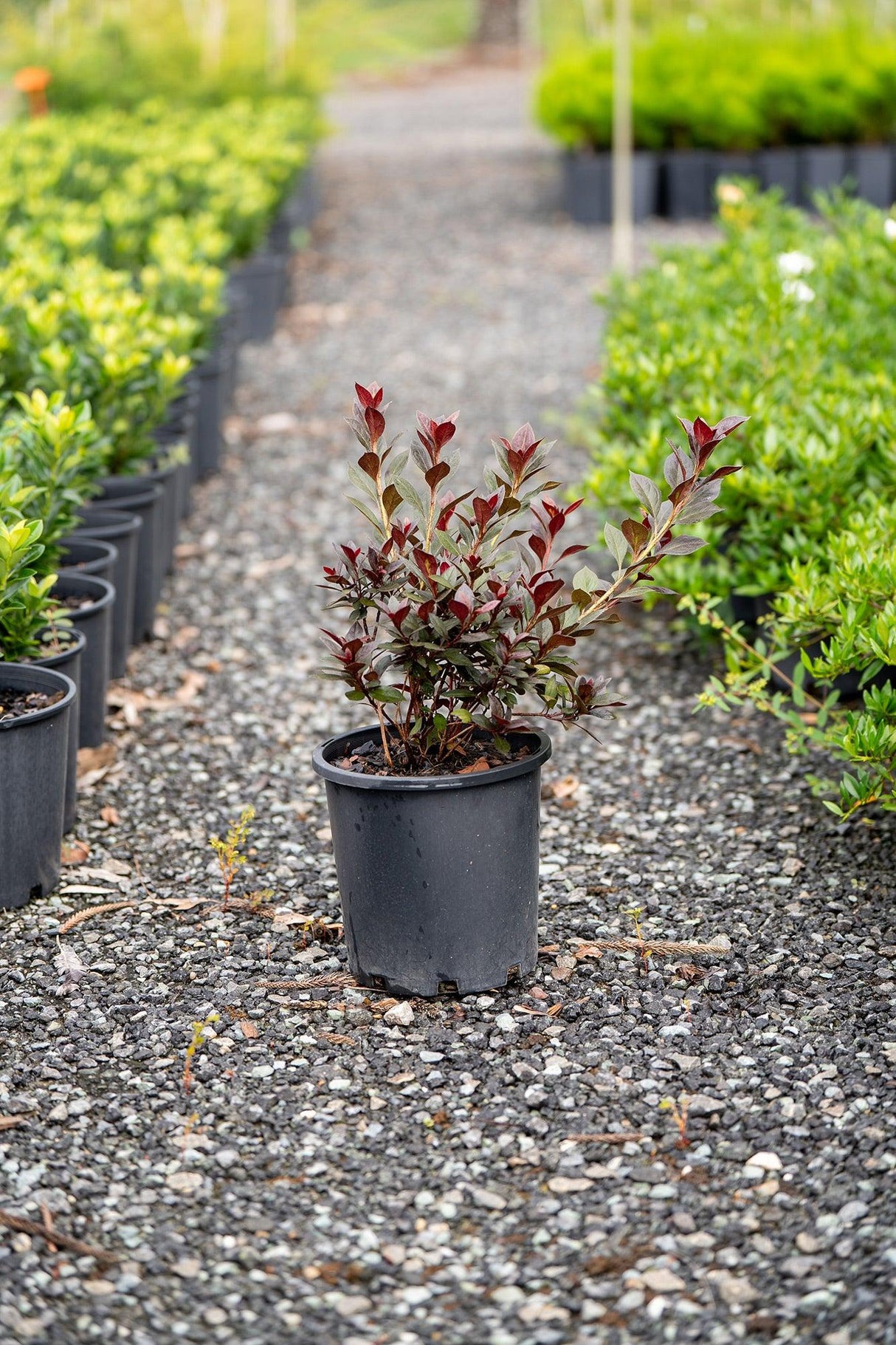 Shiraz Indica Azalea - Azalea indica 'Shiraz' - Brisbane Plant Nursery