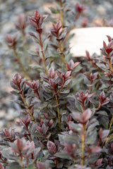 Shiraz Indica Azalea - Azalea indica 'Shiraz' - Brisbane Plant Nursery