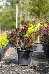 Shiraz Indica Azalea - Azalea indica 'Shiraz' - Brisbane Plant Nursery