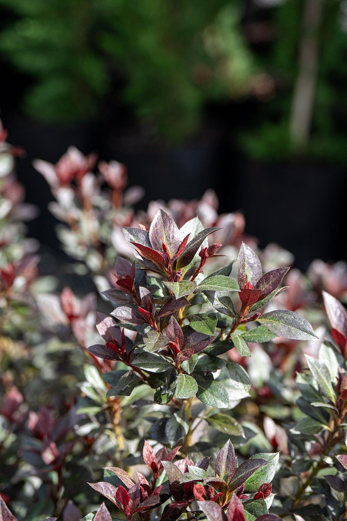 Shiraz Indica Azalea - Azalea indica 'Shiraz' - Brisbane Plant Nursery