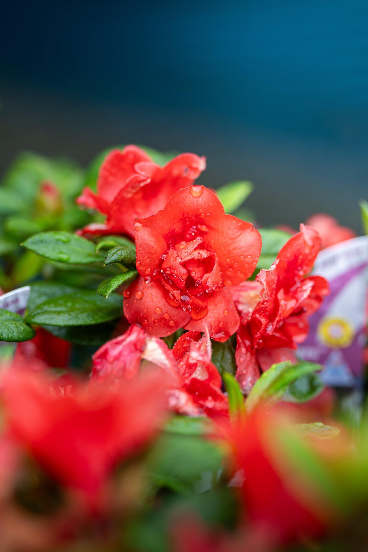 Christmas Cheer Kurume Azalea - Azalea kurume 'Christmas Cheer' - Brisbane Plant Nursery