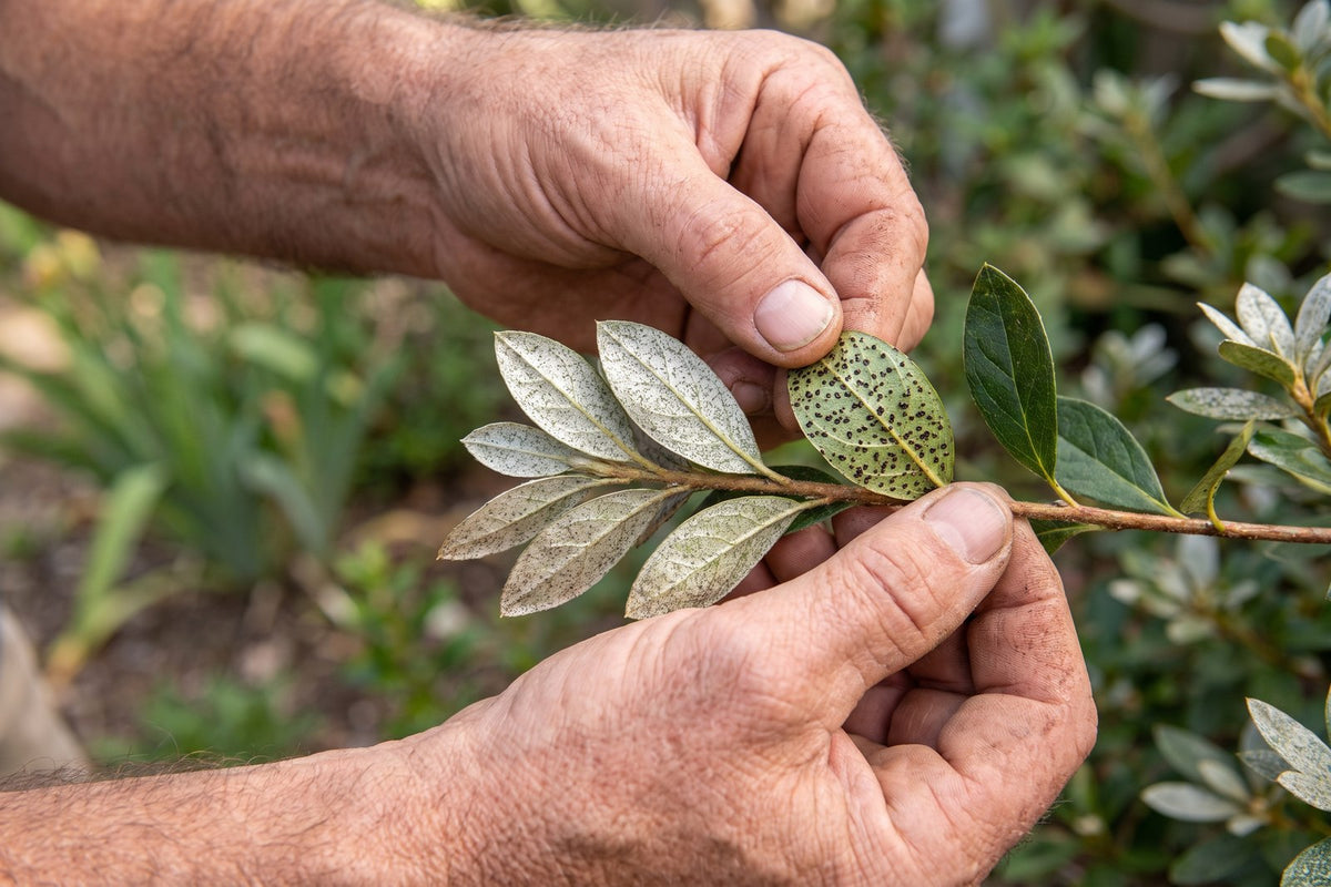 Azalea leaves silvery and mottled from lace bug, with black specks on the underside of one leaf
