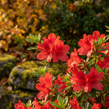 The Autumn Bravo Azalea - Azalea x hybrida 'Autumn Bravo' displays striking red flowers and lush green foliage, offering year-round color and beauty to your garden against a classic mossy stone wall backdrop. This evergreen shrub enhances any landscape.