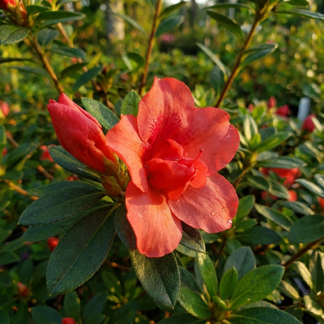 Close-up of Autumn Embers Azalea (Azalea x hybrida 'Autumn Embers') flower, its orange petals with water droplets and green leaves lit by sunlight. This evergreen is prized for vibrant color and repeat blooms all season.