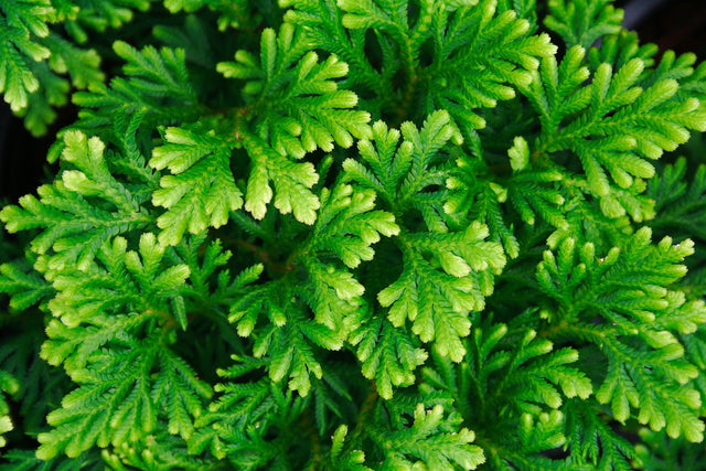 Dwarf Babingtonia - Babingtonia virgata 'Nana' - Brisbane Plant Nursery