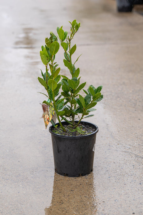 Baby Bay Laurel - Laurus nobilis 'Baby Bay' - Brisbane Plant Nursery