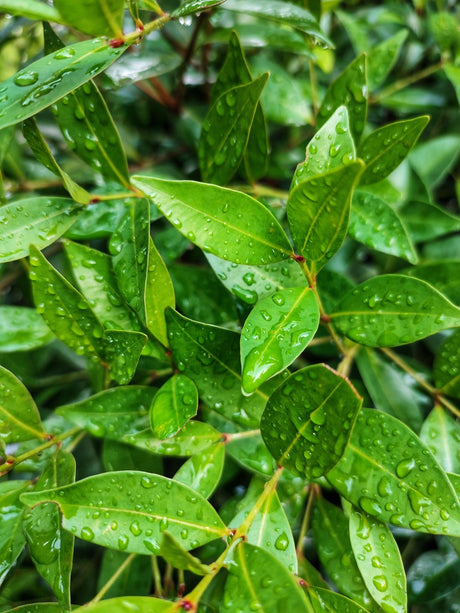 Baby Boomer Syzygium - Syzygium australe 'Baby Boomer' - Brisbane Plant Nursery