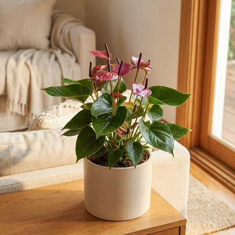 Anthurium (Anthurium andreanum)