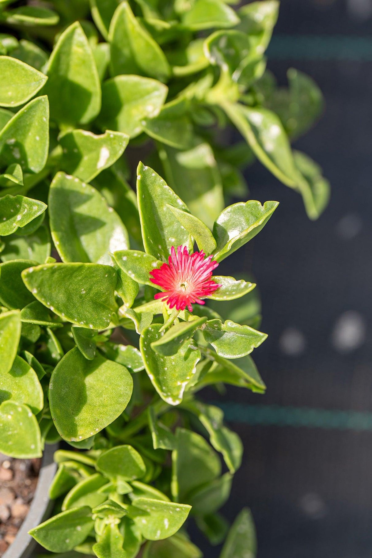 Baby Sunrose - Aptenia cordifolia - Brisbane Plant Nursery