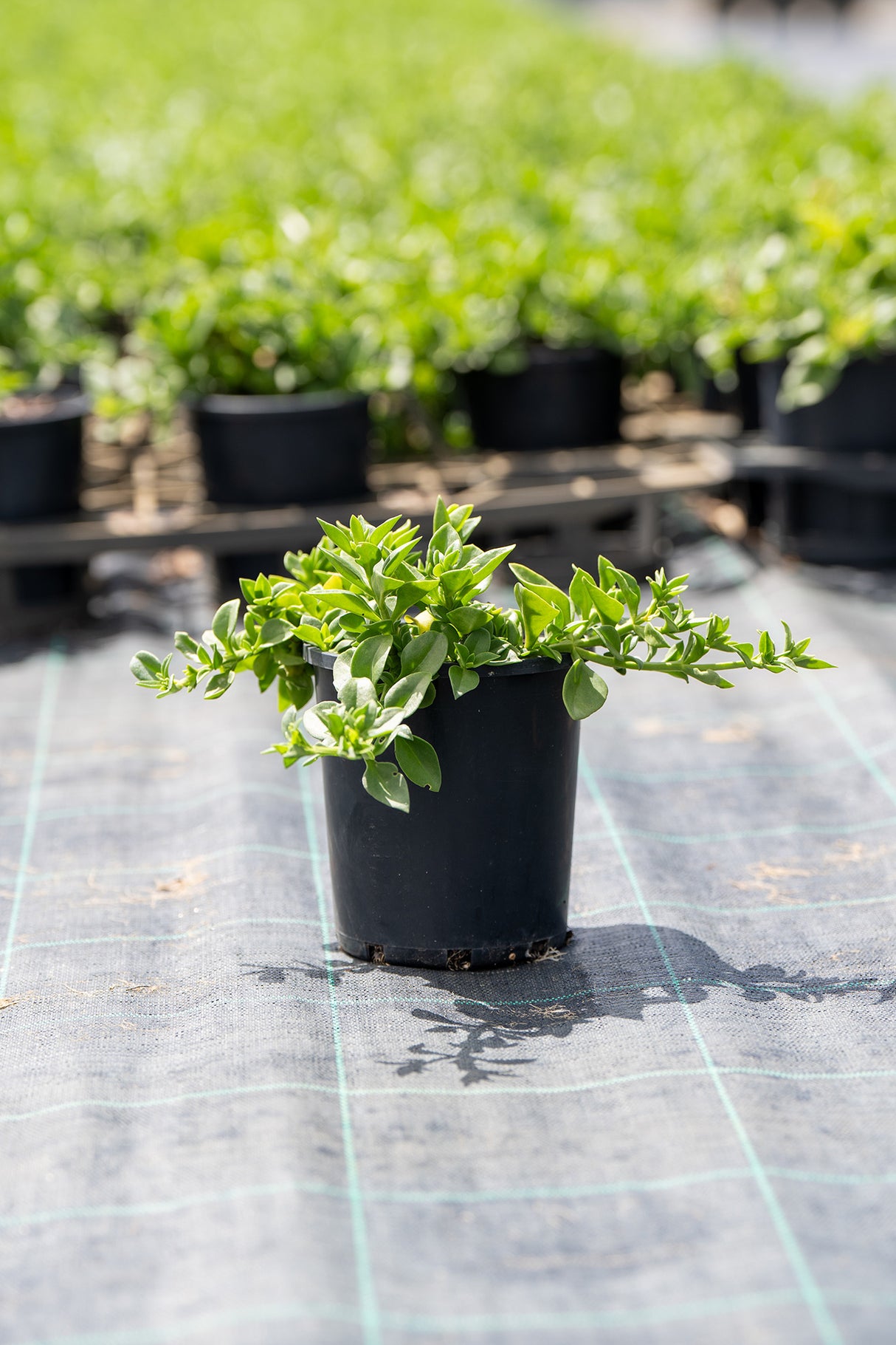 Baby Sunrose - Aptenia cordifolia - Brisbane Plant Nursery