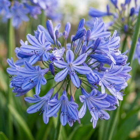 Close-up of Agapanthus ‘Baby Blue’ (Agapanthus africanus), a compact perennial, featuring vibrant purple-blue blooms set against soft-focus green foliage.
