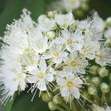 Lemon Scented Myrtle - Backhousia citriodora - Brisbane Plant Nursery