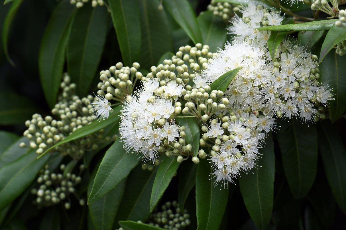 Grey Myrtle - Backhousia myrtifolia - Brisbane Plant Nursery