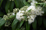 Grey Myrtle - Backhousia myrtifolia - Brisbane Plant Nursery