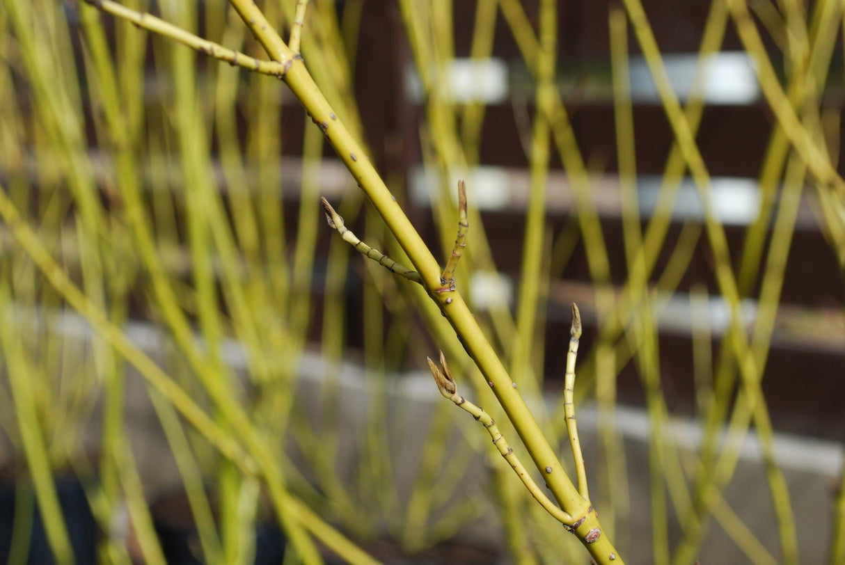 Baileyi Yellow Twig Dogwood - Cornus sericea 'Flaviramea Baileyi' - Brisbane Plant Nursery