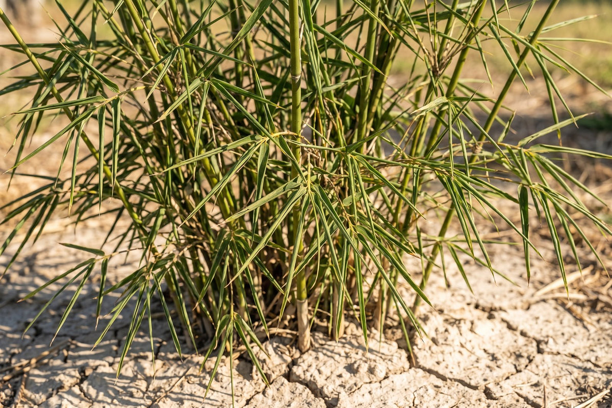 Bamboo leaves rolled into thin tubes from water stress above dry cracked soil