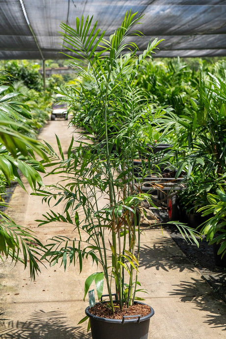 Bamboo Palm Tree - Chamaedorea seifrizii - Brisbane Plant Nursery