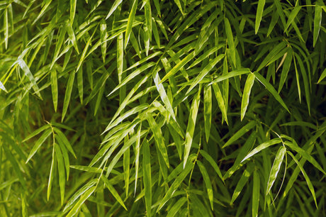 Bonnie Bamboo Plant - Bambusa boniopsis - Brisbane Plant Nursery