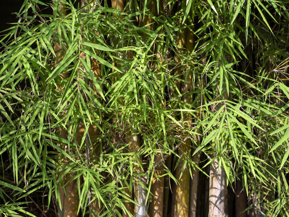 Jade Goddess Bamboo - Bambusa boniopsis - Brisbane Plant Nursery