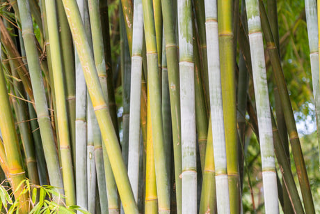 White Bamboo - Bambusa chungii - Brisbane Plant Nursery