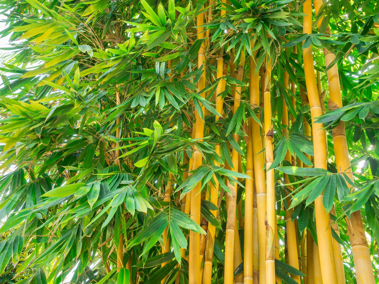 China Gold Bamboo - Bambusa eutuldoides viridi-vittata 'China Gold' - Brisbane Plant Nursery