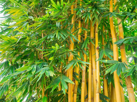 China Gold Bamboo - Bambusa eutuldoides viridi-vittata 'China Gold' - Brisbane Plant Nursery