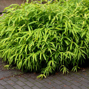 Chinese Dwarf Bamboo