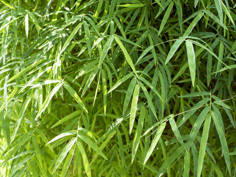 Malay Dwarf Bamboo - Bambusa heterostachya - Brisbane Plant Nursery