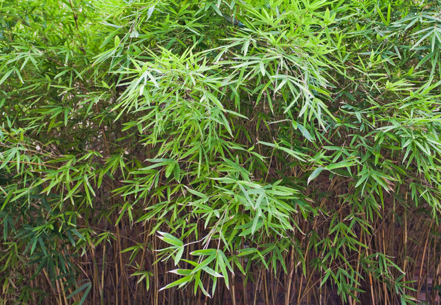 Verigated Malay Dwarf Bamboo - Bambusa heterostachya Variegated - Brisbane Plant Nursery