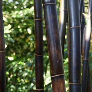 Timor Black Bamboo