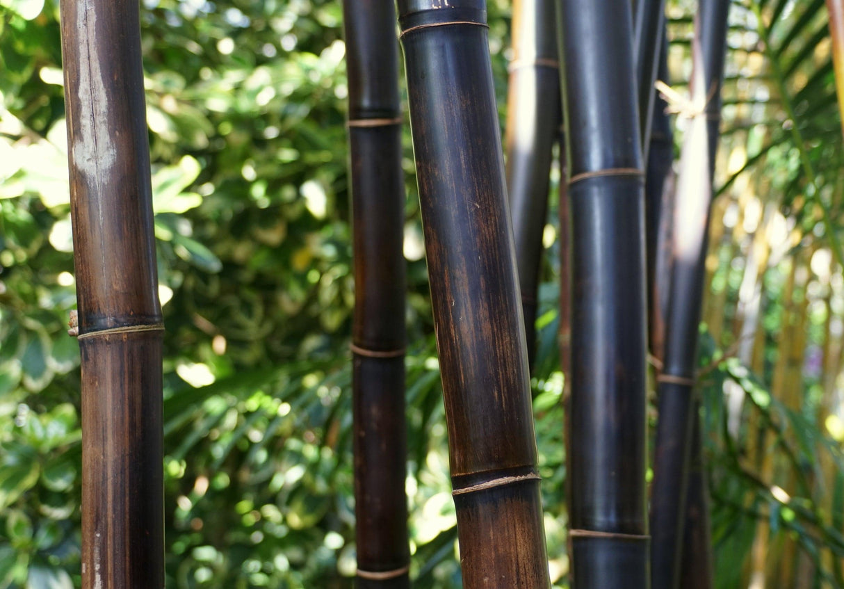 Timor Black Bamboo - Bambusa lako - Brisbane Plant Nursery