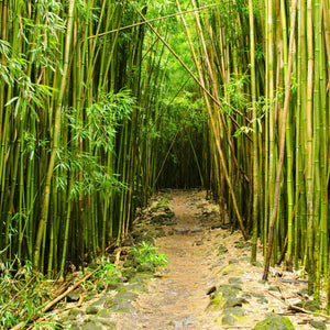 Goldstripe Bamboo