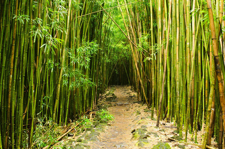 Goldstripe Bamboo - Bambusa multiplex 'Goldstripe' - Brisbane Plant Nursery