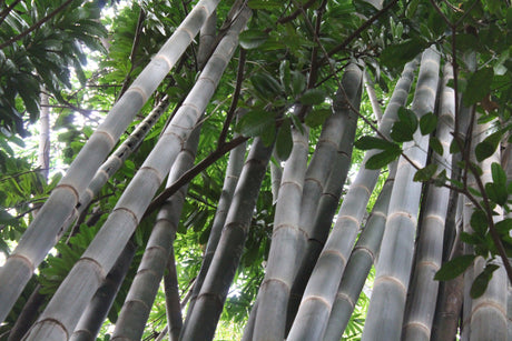 Giant Timber Bamboo - Bambusa oldhamii - Brisbane Plant Nursery