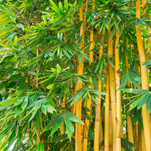 Slender Weavers Bamboo