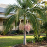 Bangalow Palm