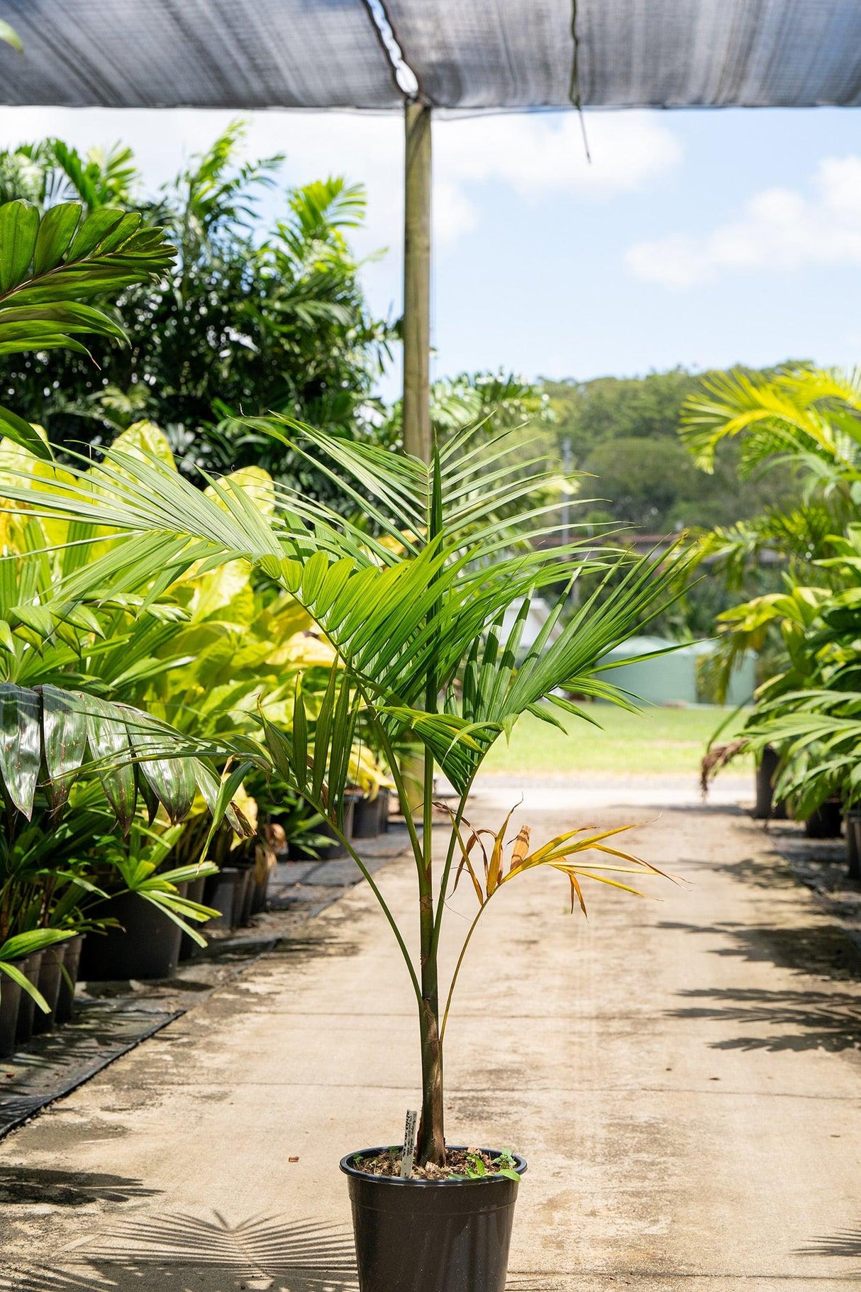 Bangalow Palm - Archontophoenix cunninghamiana - Brisbane Plant Nursery