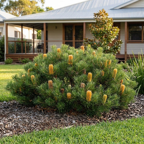 Banksia Coastal Cushion - Banksia spinulosa 'Coastal Cushion'