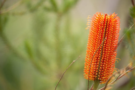 Lantern Banksia - Banksia ericifolia - Brisbane Plant Nursery