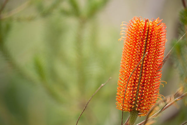 Lantern Banksia - Banksia ericifolia - Brisbane Plant Nursery