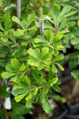 Coast Banksia - Banksia integrifolia - Brisbane Plant Nursery