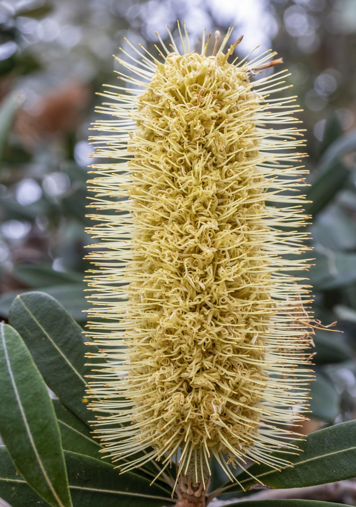 Coast Banksia - Banksia integrifolia - Brisbane Plant Nursery