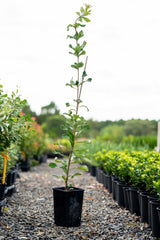 Coast Banksia - Banksia integrifolia - Brisbane Plant Nursery