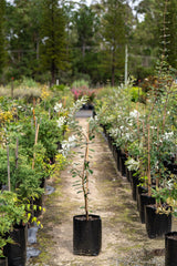 Coast Banksia - Banksia integrifolia - Brisbane Plant Nursery